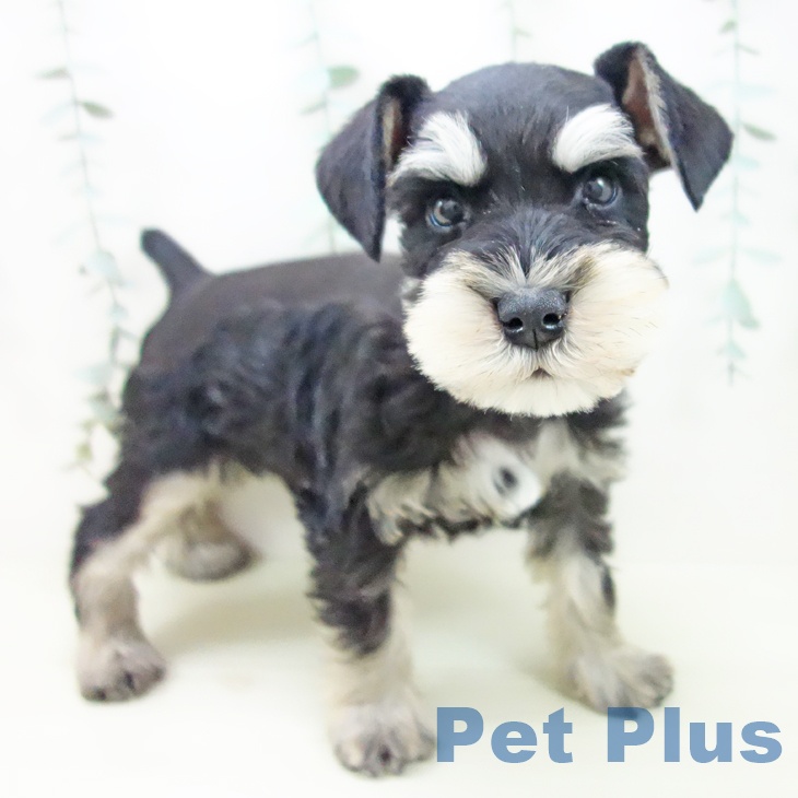 岐阜県のミニチュアシュナウザー (ペットプラス 各務原店/2025年11月21日生まれ/男の子/ブラックシルバー)の子犬の1枚目の画像