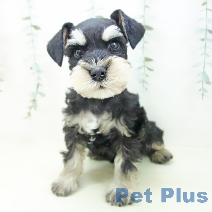 岐阜県のミニチュアシュナウザー (ペットプラス 各務原店/2025年11月21日生まれ/男の子/ブラックシルバー)の子犬の2枚目の画像