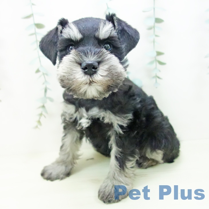 愛知県のミニチュアシュナウザー (ペットプラス 熱田店/2025年11月21日生まれ/女の子/ブラックシルバー)の子犬の2枚目の画像