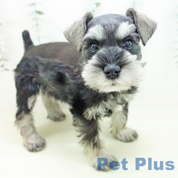 三重県のミニチュアシュナウザー (ペットプラス 鈴鹿店/2025年11月21日生まれ/女の子/ソルトペッパー)の子犬の1枚目の画像