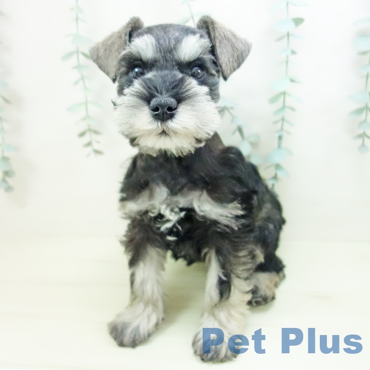 三重県のミニチュアシュナウザー (ペットプラス 鈴鹿店/2025年11月21日生まれ/女の子/ソルトペッパー)の子犬の2枚目の画像