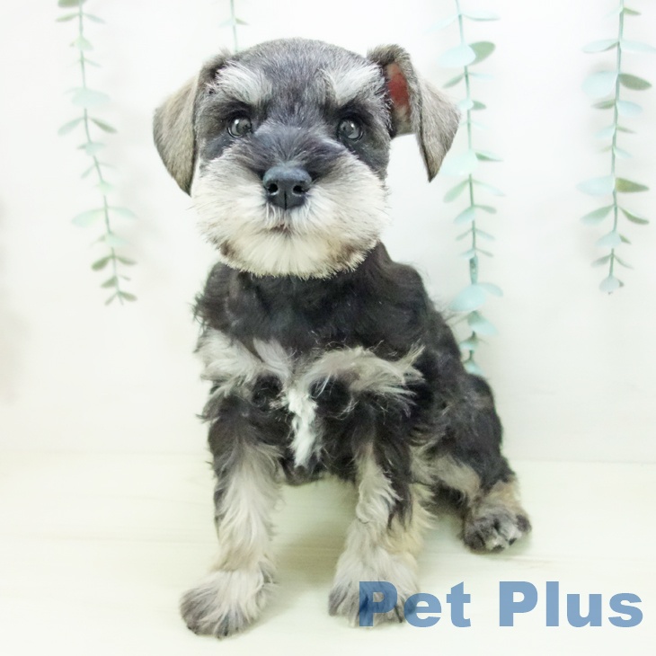 愛知県のミニチュアシュナウザー (ペットプラス 豊田店/2025年11月21日生まれ/女の子/ソルトペッパー)の子犬の1枚目の画像