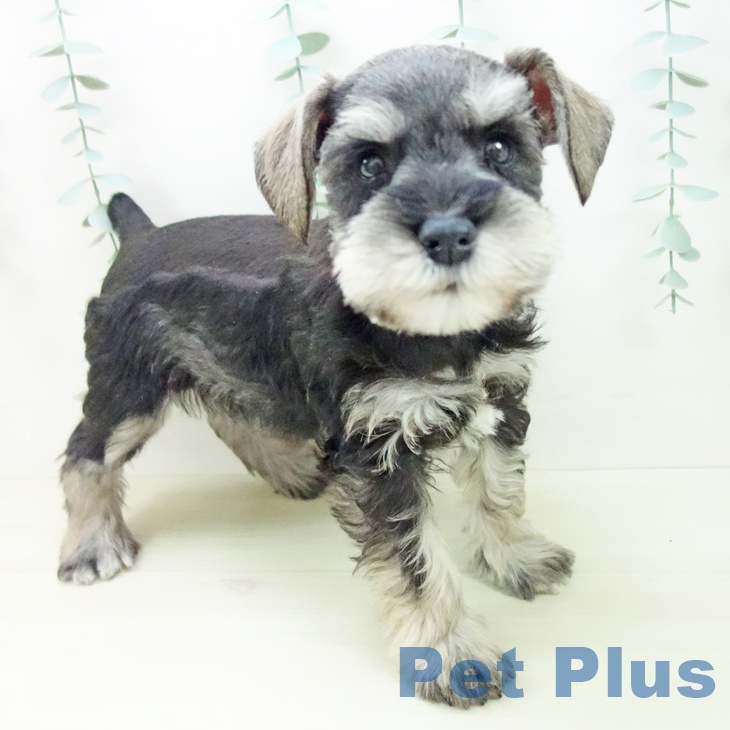 愛知県のミニチュアシュナウザー (ペットプラス 豊田店/2025年11月21日生まれ/女の子/ソルトペッパー)の子犬の2枚目の画像
