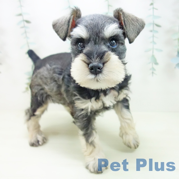 愛知県のミニチュアシュナウザー (ペットプラス 岡崎店/2025年11月21日生まれ/女の子/ソルトペッパー)の子犬の1枚目の画像