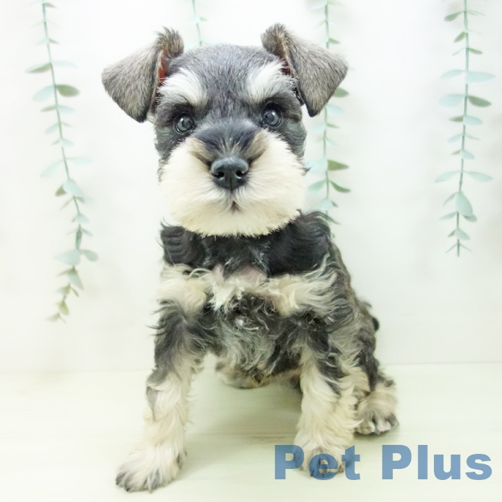 愛知県のミニチュアシュナウザー (ペットプラス 岡崎店/2025年11月21日生まれ/女の子/ソルトペッパー)の子犬の2枚目の画像