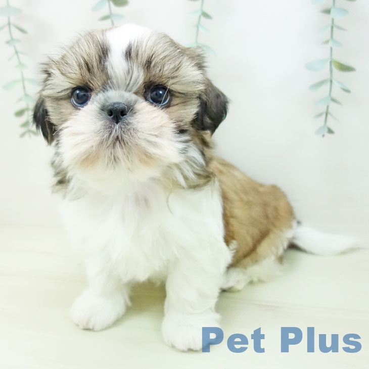 愛知県のシーズー (ペットプラス 名古屋茶屋店/2025年11月21日生まれ/男の子/ゴールドホワイト)の子犬の2枚目の画像
