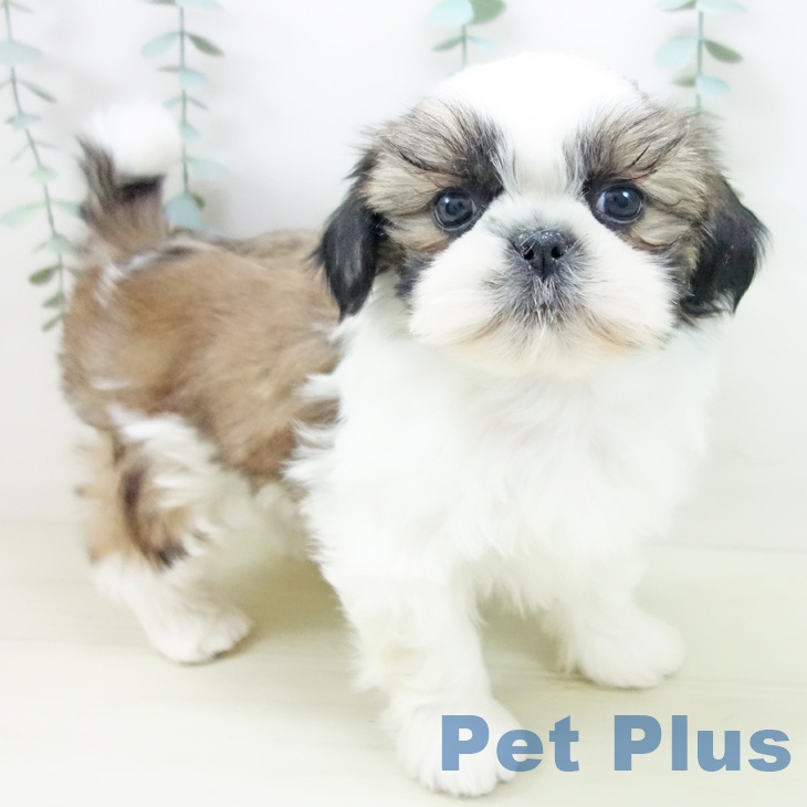 愛知県のシーズー (ペットプラス ナゴヤドーム前店/2025年11月21日生まれ/男の子/ゴールドホワイト)の子犬の1枚目の画像