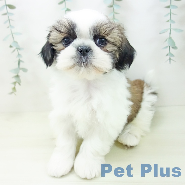 愛知県のシーズー (ペットプラス ナゴヤドーム前店/2025年11月21日生まれ/男の子/ゴールドホワイト)の子犬の2枚目の画像