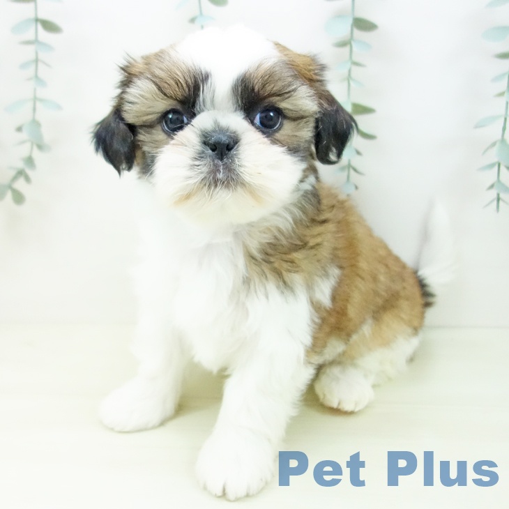 岐阜県のシーズー (ペットプラス 各務原店/2025年11月21日生まれ/女の子/ゴールドホワイト)の子犬の1枚目の画像