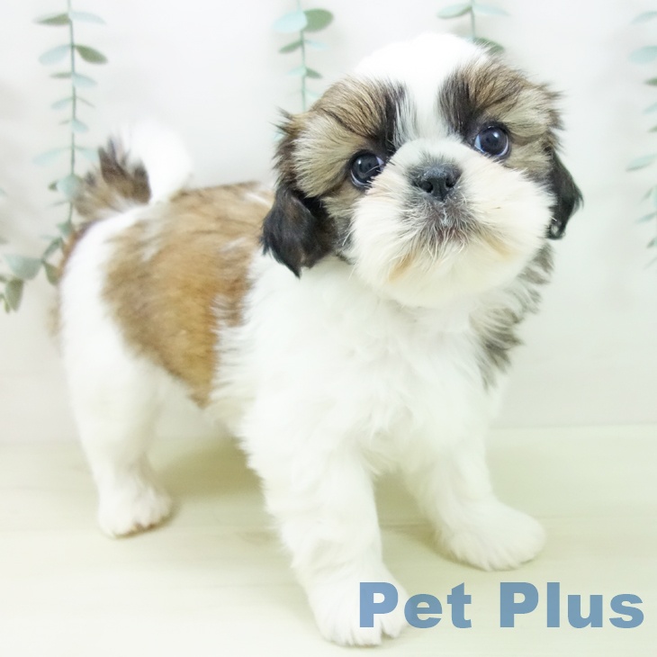 岐阜県のシーズー (ペットプラス 各務原店/2025年11月21日生まれ/女の子/ゴールドホワイト)の子犬の2枚目の画像