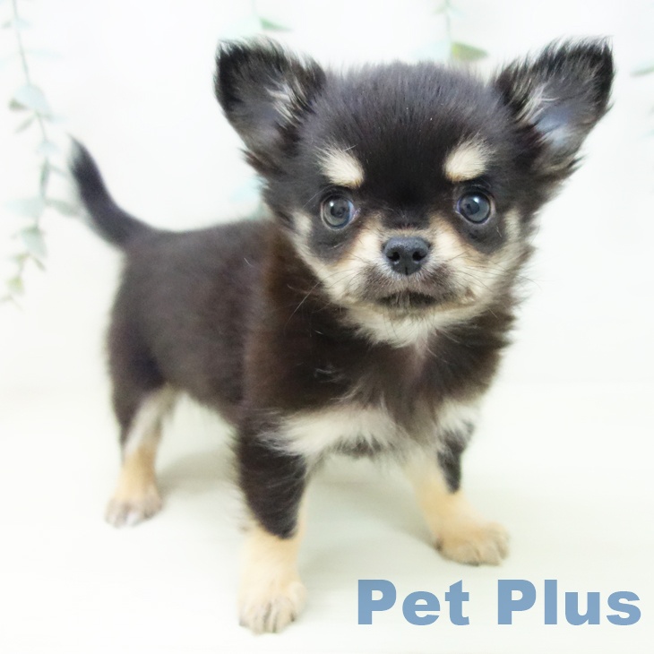 愛知県のチワワ(ロング) (ペットプラス 岡崎店/2025年11月23日生まれ/男の子/ブラックタン)の子犬の1枚目の画像