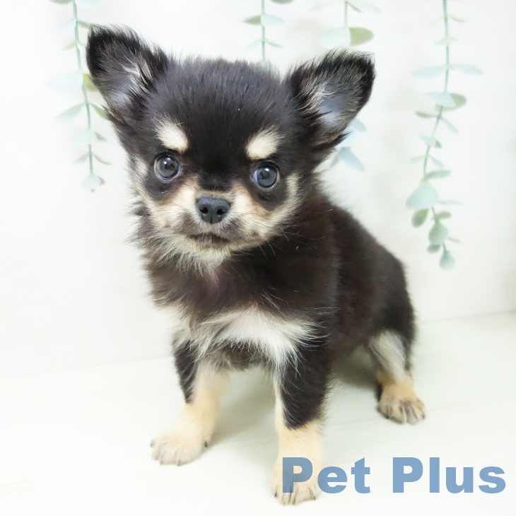 愛知県のチワワ(ロング) (ペットプラス 岡崎店/2025年11月23日生まれ/男の子/ブラックタン)の子犬の2枚目の画像