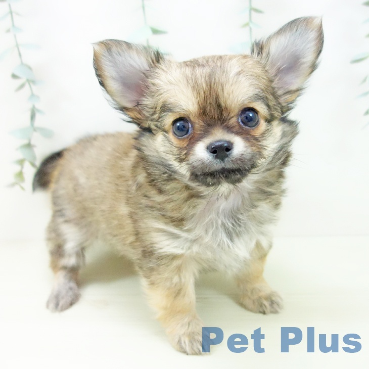愛知県のチワワ(ロング) (ペットプラス イオンモール長久手店/2025年11月23日生まれ/男の子/フォーン)の子犬の1枚目の画像