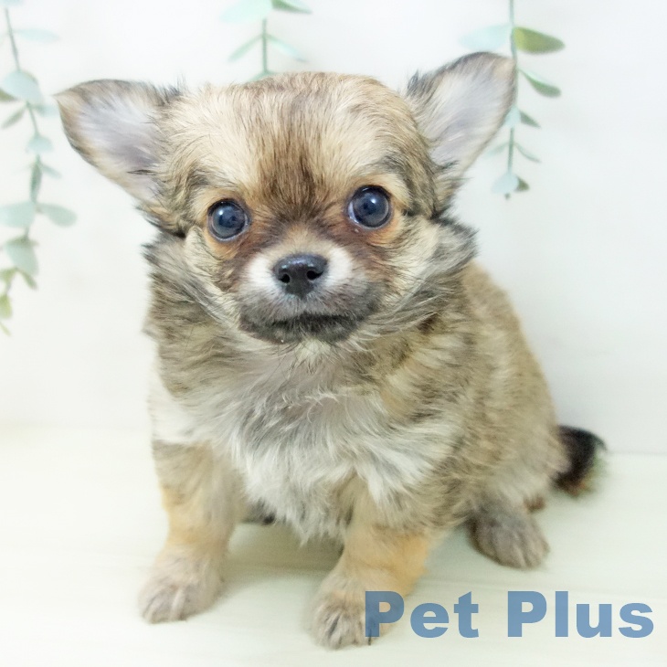 愛知県のチワワ(ロング) (ペットプラス イオンモール長久手店/2025年11月23日生まれ/男の子/フォーン)の子犬の2枚目の画像
