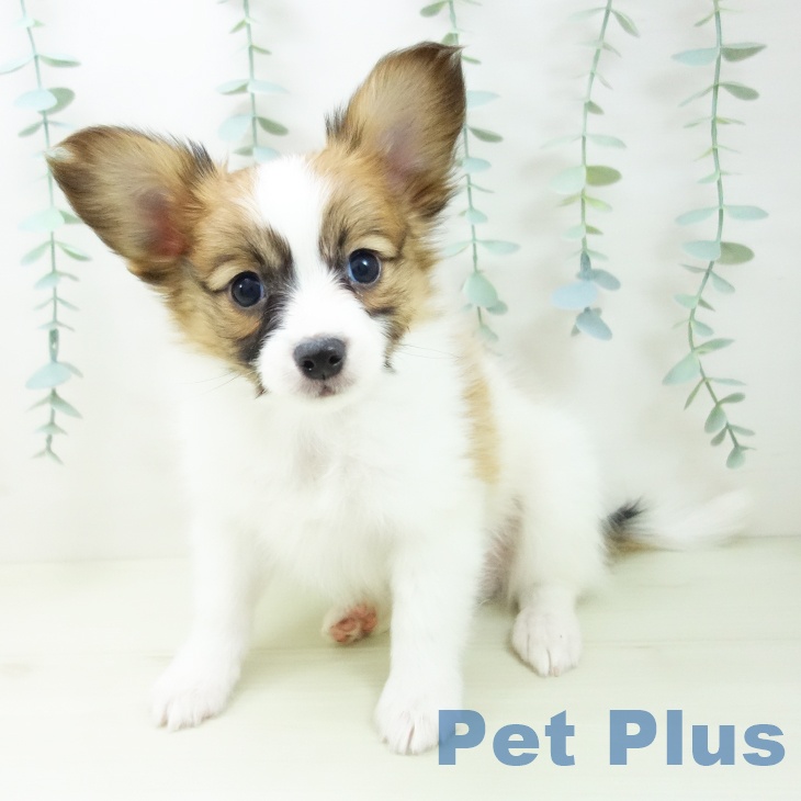 愛知県のパピヨン (ペットプラス 千音寺店/2025年11月22日生まれ/男の子/レッドセーブルホワイト)の子犬の1枚目の画像