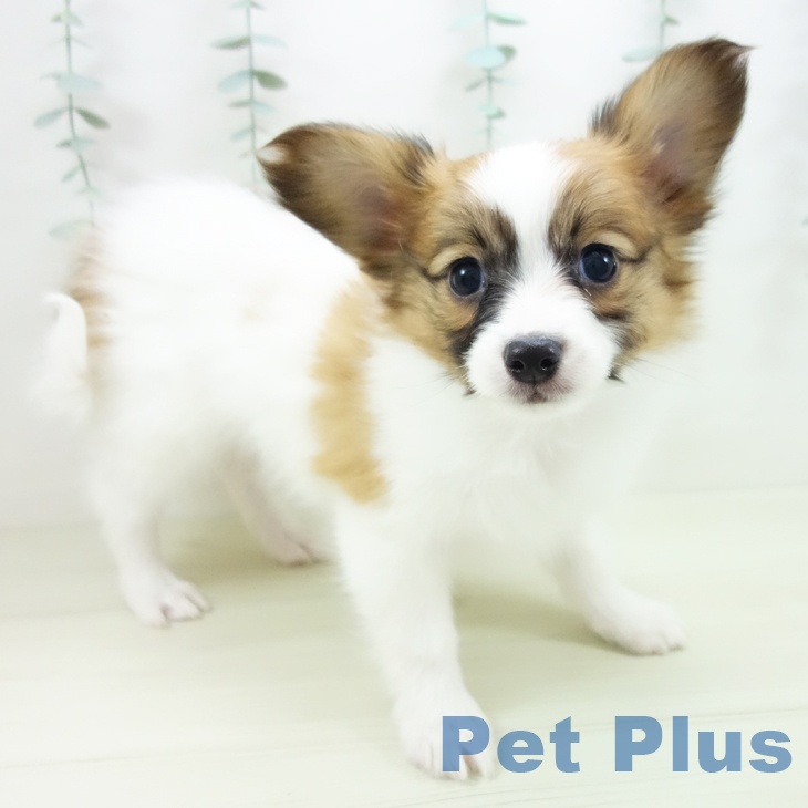 愛知県のパピヨン (ペットプラス 千音寺店/2025年11月22日生まれ/男の子/レッドセーブルホワイト)の子犬の2枚目の画像
