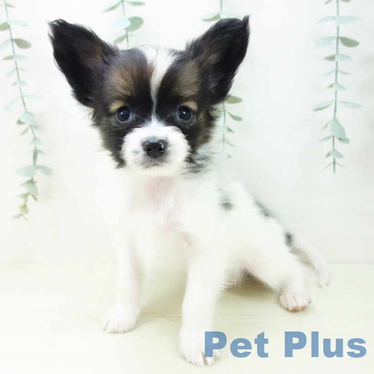 愛知県のパピヨン (ペットプラス ナゴヤドーム前店/2025年11月22日生まれ/男の子/トライカラー)の子犬の1枚目の画像