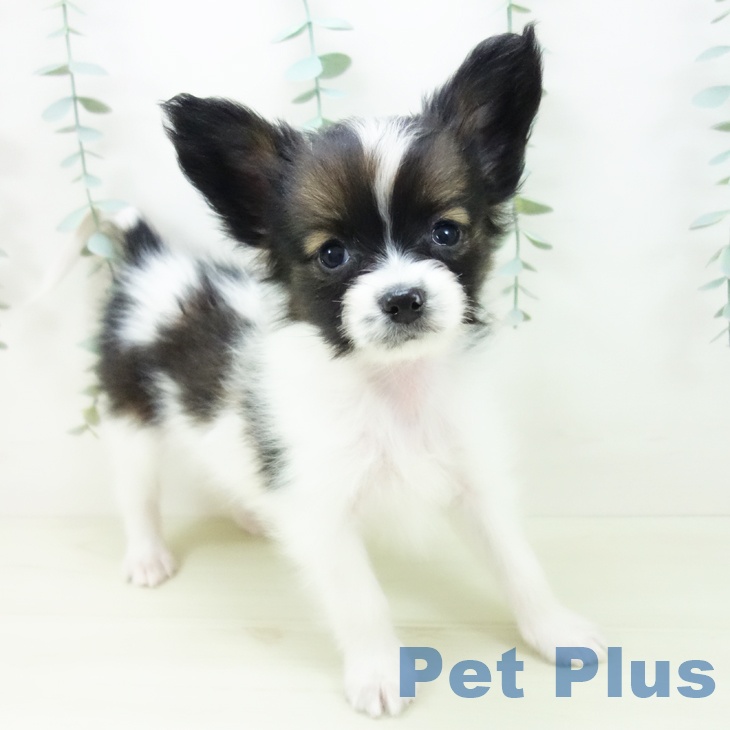 愛知県のパピヨン (ペットプラス ナゴヤドーム前店/2025年11月22日生まれ/男の子/トライカラー)の子犬の2枚目の画像