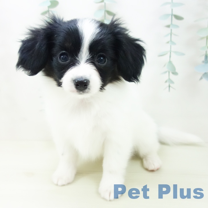 愛知県のパピヨン (ペットプラス イオンモール豊川店/2025年11月22日生まれ/女の子/トライカラー)の子犬の1枚目の画像