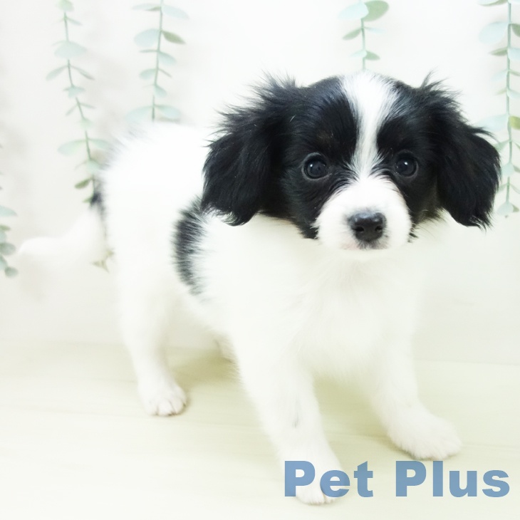 愛知県のパピヨン (ペットプラス イオンモール豊川店/2025年11月22日生まれ/女の子/トライカラー)の子犬の2枚目の画像