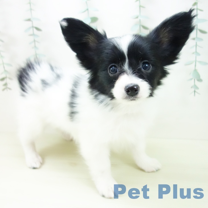 愛知県のパピヨン (ペットプラス mozoワンダーシティ店/2025年11月22日生まれ/女の子/トライカラー)の子犬の1枚目の画像