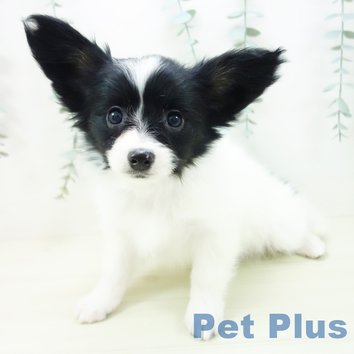 愛知県のパピヨン (ペットプラス mozoワンダーシティ店/2025年11月22日生まれ/女の子/トライカラー)の子犬の2枚目の画像