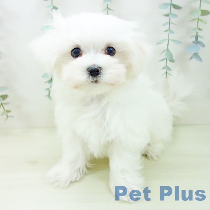 愛知県のマルチーズ (ペットプラス 則武新町店/2025年11月11日生まれ/男の子/ホワイト)の子犬の2枚目の画像