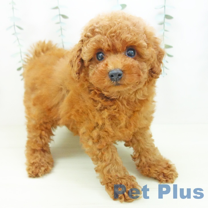 石川県のトイプードル(トイ) (ペットプラス 新小松店/2025年11月25日生まれ/男の子/レッド)の子犬の1枚目の画像