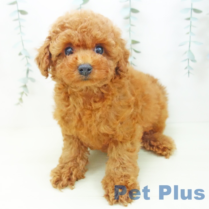 石川県のトイプードル(トイ) (ペットプラス 新小松店/2025年11月25日生まれ/男の子/レッド)の子犬の2枚目の画像