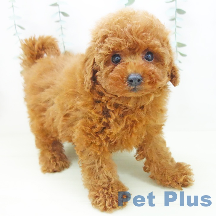 愛知県のトイプードル(トイ) (ペットプラス 千音寺店/2025年11月25日生まれ/男の子/レッド)の子犬の1枚目の画像