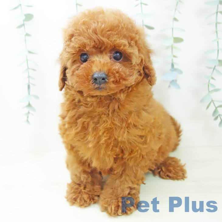 愛知県のトイプードル(トイ) (ペットプラス 千音寺店/2025年11月25日生まれ/男の子/レッド)の子犬の2枚目の画像