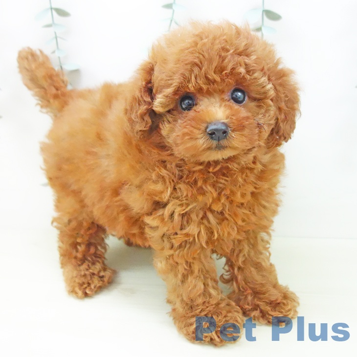 愛知県のトイプードル(トイ) (ペットプラス 名古屋茶屋店/2025年11月25日生まれ/女の子/レッド)の子犬の1枚目の画像