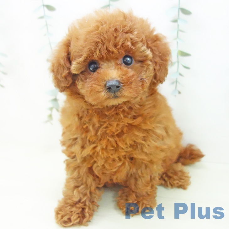 愛知県のトイプードル(トイ) (ペットプラス 名古屋茶屋店/2025年11月25日生まれ/女の子/レッド)の子犬の2枚目の画像