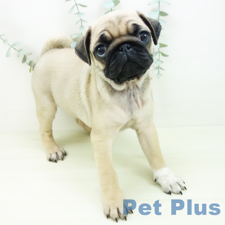 石川県のパグ (ペットプラス 白山店/2025年11月25日生まれ/女の子/フォーン)の子犬の1枚目の画像