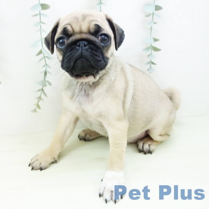 石川県のパグ (ペットプラス 白山店/2025年11月25日生まれ/女の子/フォーン)の子犬の2枚目の画像
