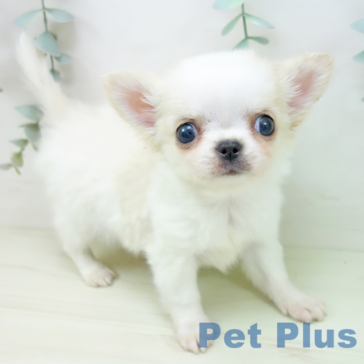 愛知県のチワワ(ロング) (ペットプラス 則武新町店/2025年11月23日生まれ/男の子/クリームホワイト)の子犬の1枚目の画像