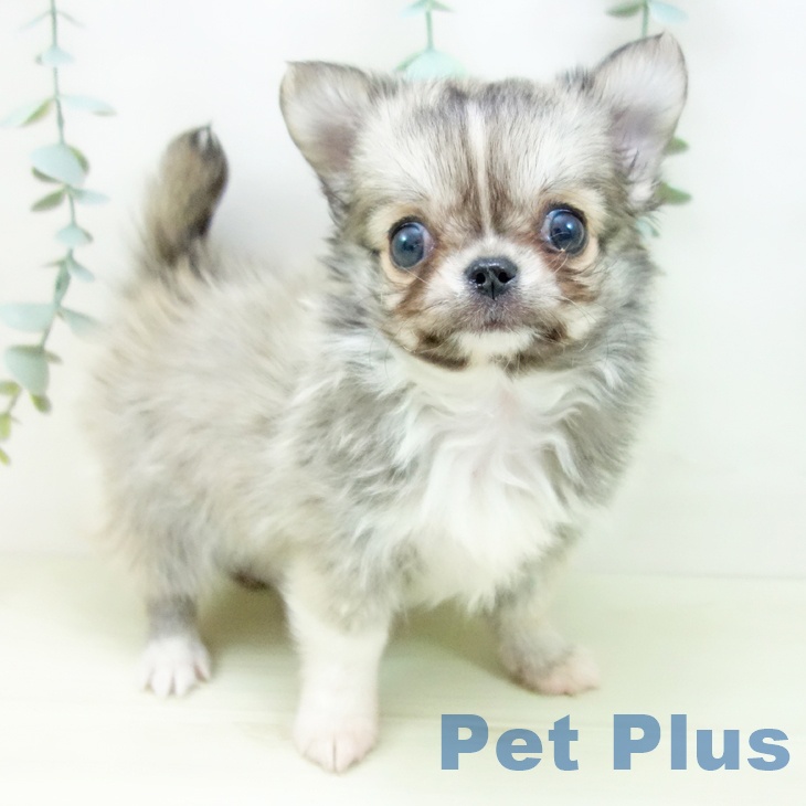 愛知県のチワワ(ロング) (ペットプラス 岡崎店/2025年11月23日生まれ/女の子/フォーンホワイト)の子犬の1枚目の画像