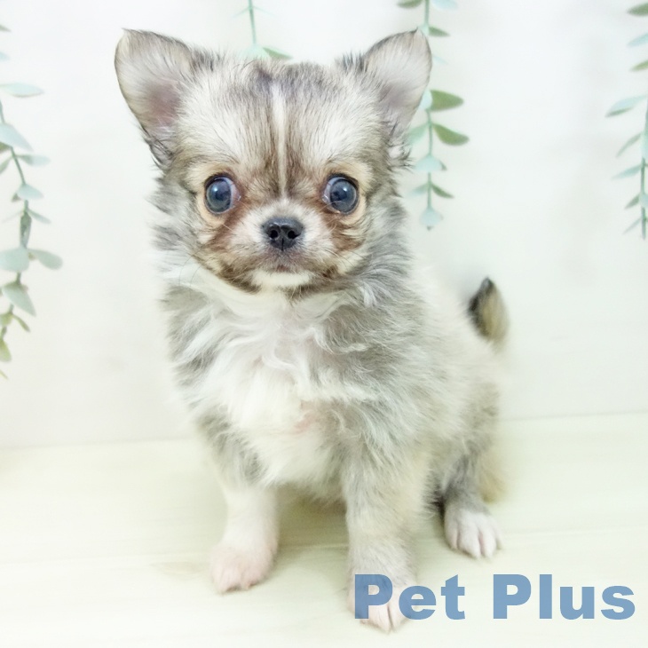 愛知県のチワワ(ロング) (ペットプラス 岡崎店/2025年11月23日生まれ/女の子/フォーンホワイト)の子犬の2枚目の画像