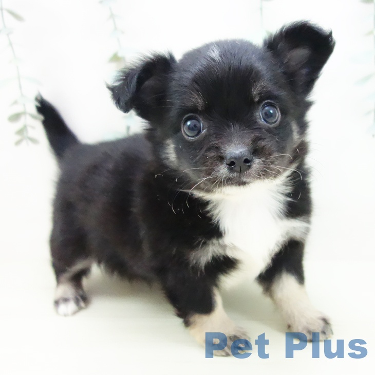 愛知県のチワワ(ロング) (ペットプラス みなと店/2025年11月26日生まれ/女の子/ブラックタンホワイト)の子犬の1枚目の画像