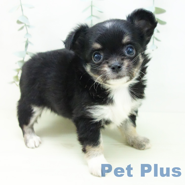 石川県のチワワ(ロング) (ペットプラス 白山店/2025年11月26日生まれ/女の子/ブラックタンホワイト)の子犬の1枚目の画像