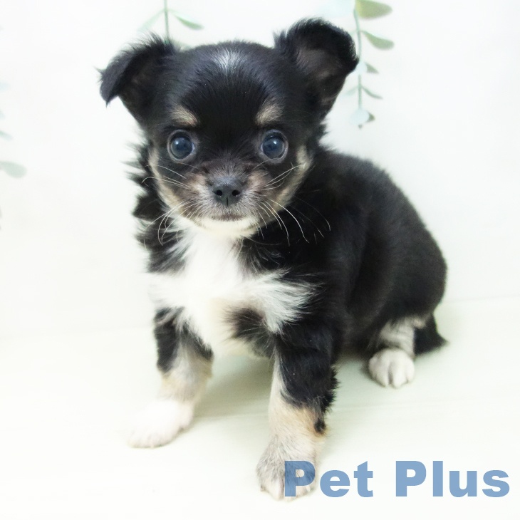 石川県のチワワ(ロング) (ペットプラス 白山店/2025年11月26日生まれ/女の子/ブラックタンホワイト)の子犬の2枚目の画像