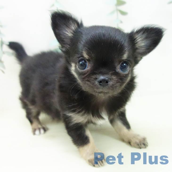 岐阜県のチワワ(ロング) (ペットプラス 各務原店/2025年11月22日生まれ/女の子/ブラックタン)の子犬の1枚目の画像