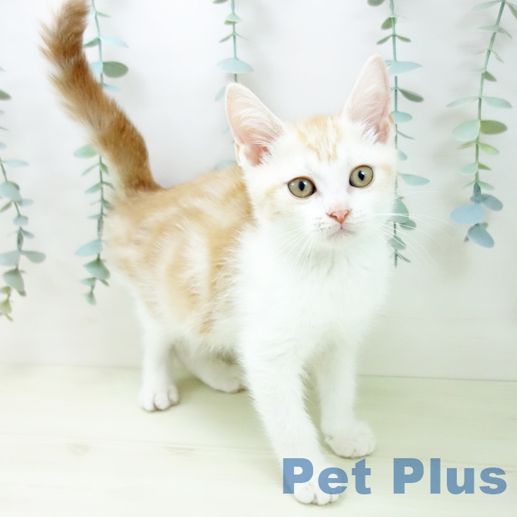 三重県のスコティッシュフォールド (ペットプラス 東員店/2025年11月13日生まれ/男の子/レッドタビーホワイト)の子猫の1枚目の画像