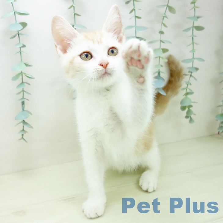 三重県のスコティッシュフォールド (ペットプラス 東員店/2025年11月13日生まれ/男の子/レッドタビーホワイト)の子猫の2枚目の画像
