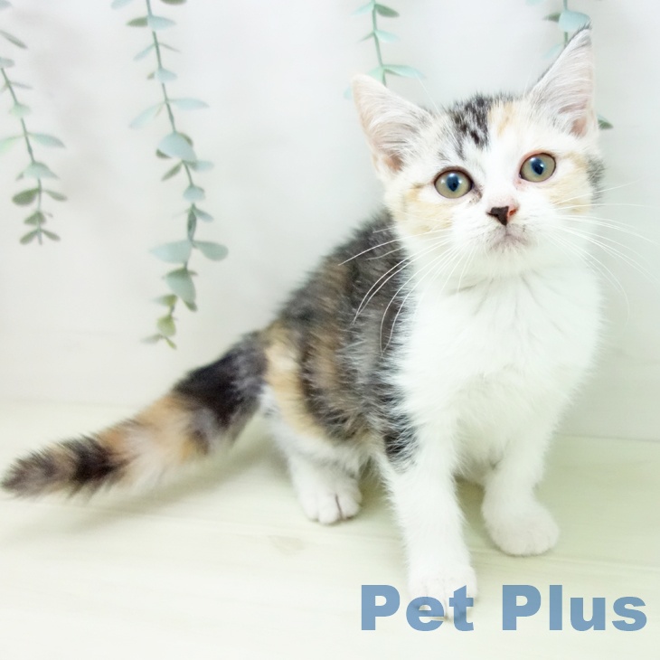 石川県のスコティッシュフォールド (ペットプラス 白山店/2025年11月13日生まれ/女の子/シルバーパッチドタビーホワイト)の子猫の1枚目の画像