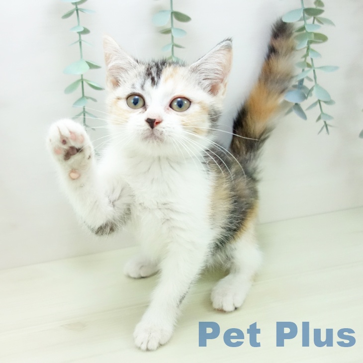 石川県のスコティッシュフォールド (ペットプラス 白山店/2025年11月13日生まれ/女の子/シルバーパッチドタビーホワイト)の子猫の2枚目の画像
