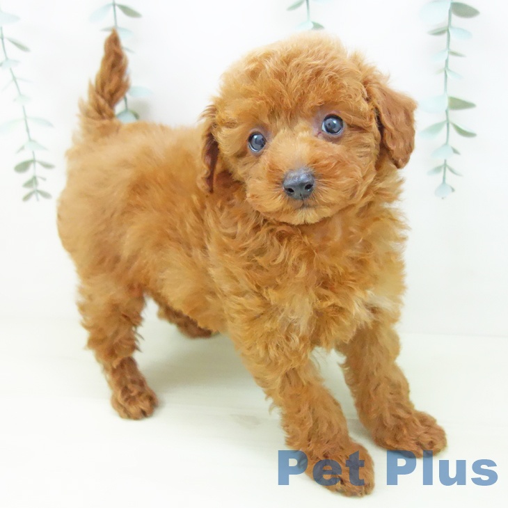 愛知県のトイプードル(トイ) (ペットプラス 則武新町店/2025年11月25日生まれ/女の子/アプリコット)の子犬の2枚目の画像