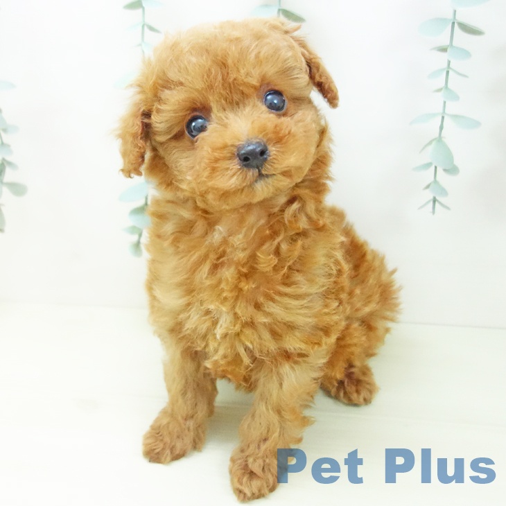 愛知県のトイプードル(トイ) (ペットプラス 熱田店/2025年11月25日生まれ/男の子/アプリコット)の子犬の1枚目の画像