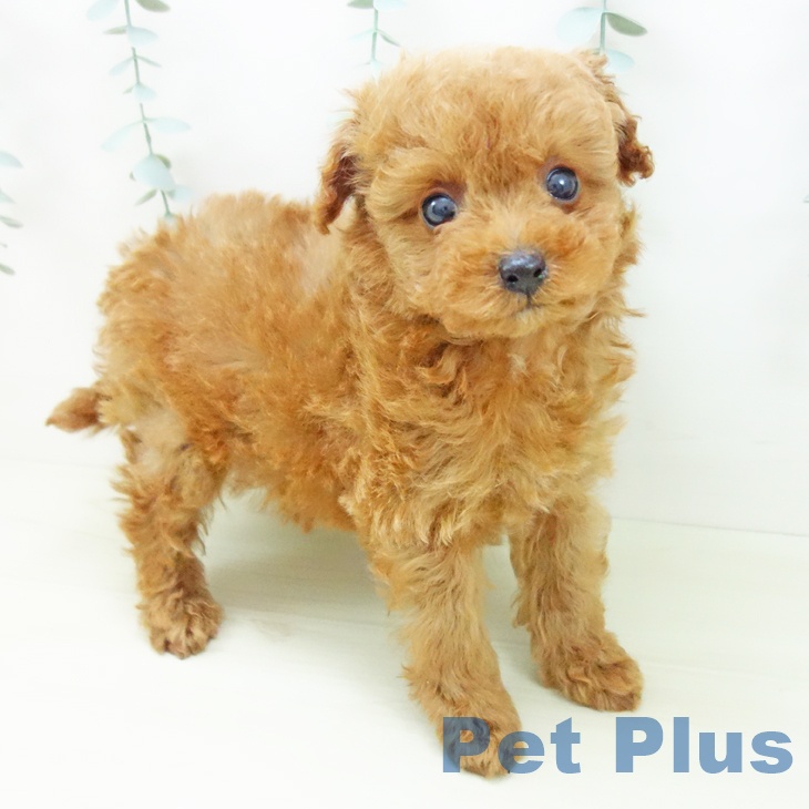 愛知県のトイプードル(トイ) (ペットプラス 熱田店/2025年11月25日生まれ/男の子/アプリコット)の子犬の2枚目の画像