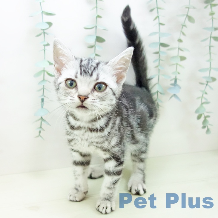 愛知県のアメリカンショートヘアー (ペットプラス mozoワンダーシティ店/2025年11月13日生まれ/男の子/シルバータビー)の子猫の2枚目の画像